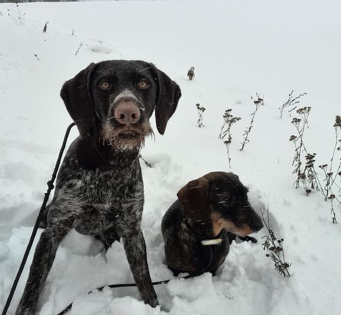Bild 2 der Jagdschule Jagdschule Vulkaneifel