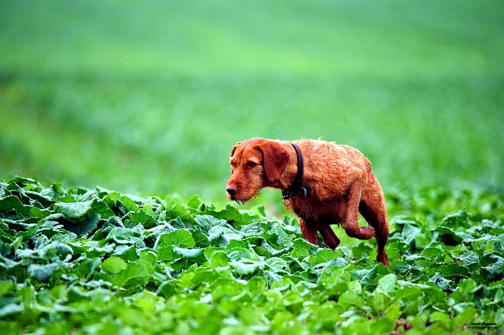 Bild 2 der Jagdschule Thüringer Jagdschule der Jägerschaft Meiningen e.V.