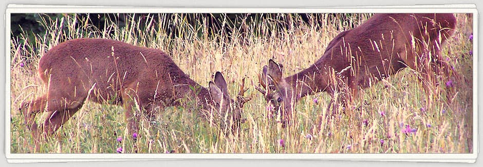 Bild 2 der Jagdschule Jagdschule Wald