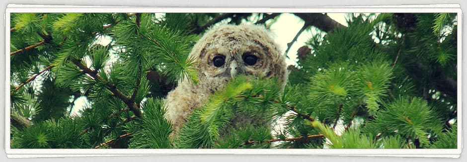 Bild 1 der Jagdschule Jagdschule Wald