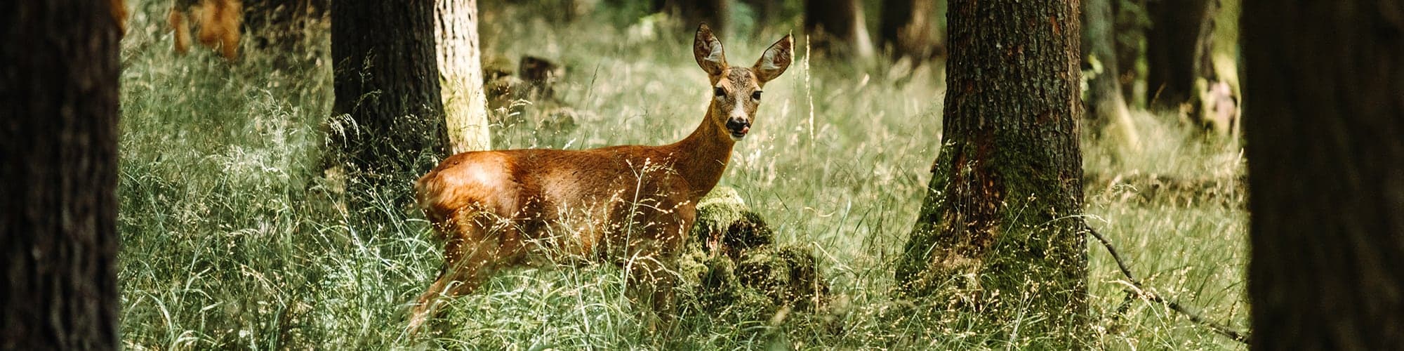 Bild 3 der Jagdschule Jagdschule Spreewald