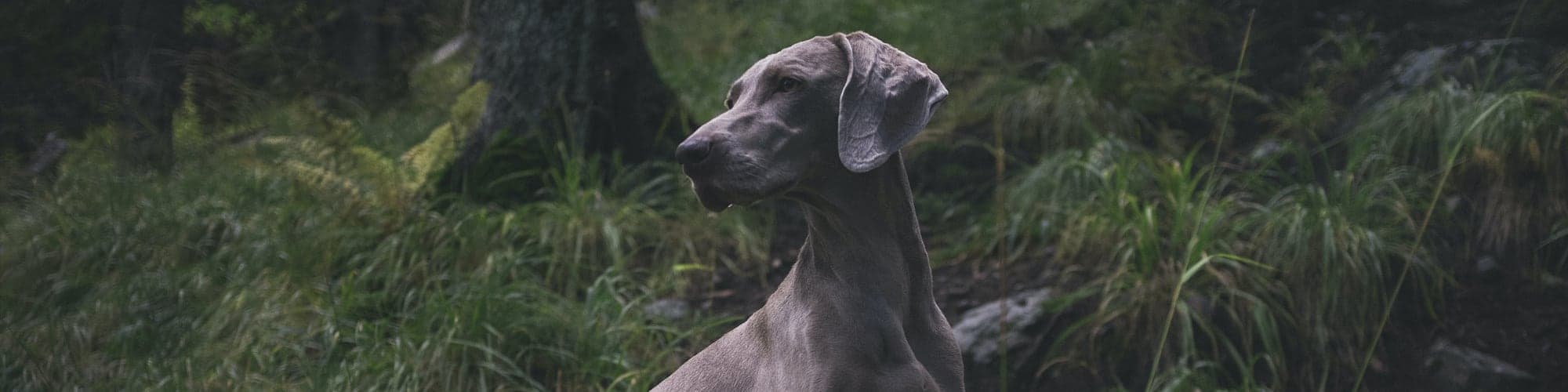 Bild 1 der Jagdschule Jagdschule Spreewald