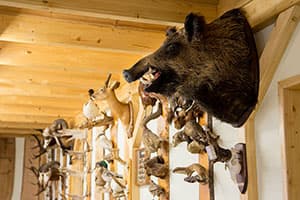 Bild 1 der Jagdschule Jagdschule Thüringen