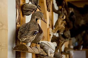 Bild 3 der Jagdschule Jagdschule Thüringen