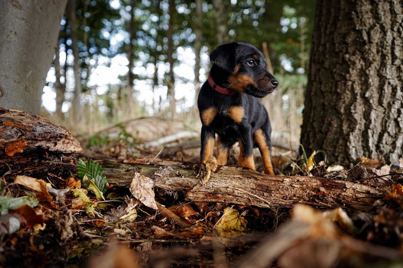 Bild 4 der Jagdschule Jagdschule Weiß