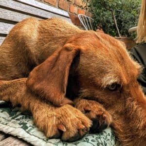 Bild 2 der Jagdschule Der Jagdprofi GmbH