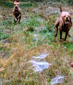 Bild 1 der Jagdschule Der Jagdprofi GmbH