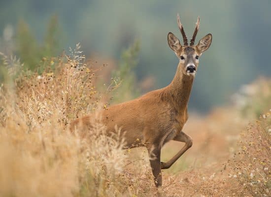 Bild 2 der Jagdschule Jagdschule Hohe Heide