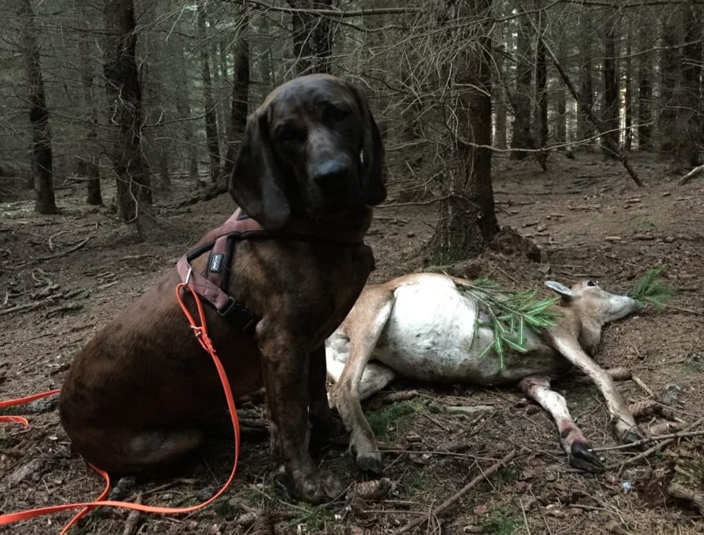 Bild 3 der Jagdschule Jagdverband Freiberg e.V.