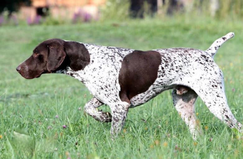 Bild 2 der Jagdschule Jagdverband Freiberg e.V.