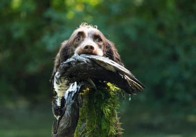 Bild 1 der Jagdschule Jagdschule der Kreisjägerschaft Plön e.V.