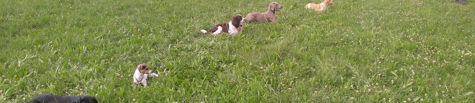 Bild 2 der Jagdschule Jagdschule der Kreisjägervereinigung Ravensburg e.V.