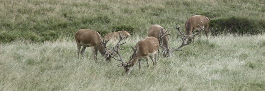 Bild 3 der Jagdschule Jagdschule Gut Groß Stove