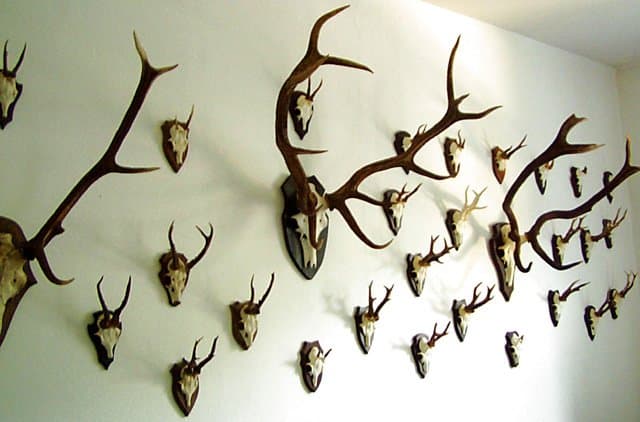 Bild 2 der Jagdschule Jagdschule Gut Groß Stove