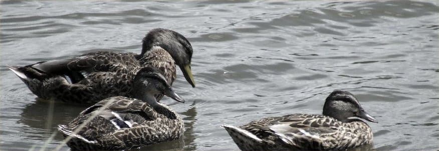 Bild 5 der Jagdschule Jagdschule Gut Groß Stove