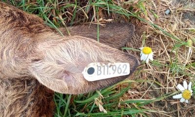 Bild 1 der Jagdschule Kreisjägervereinigung Leonberg e.V.