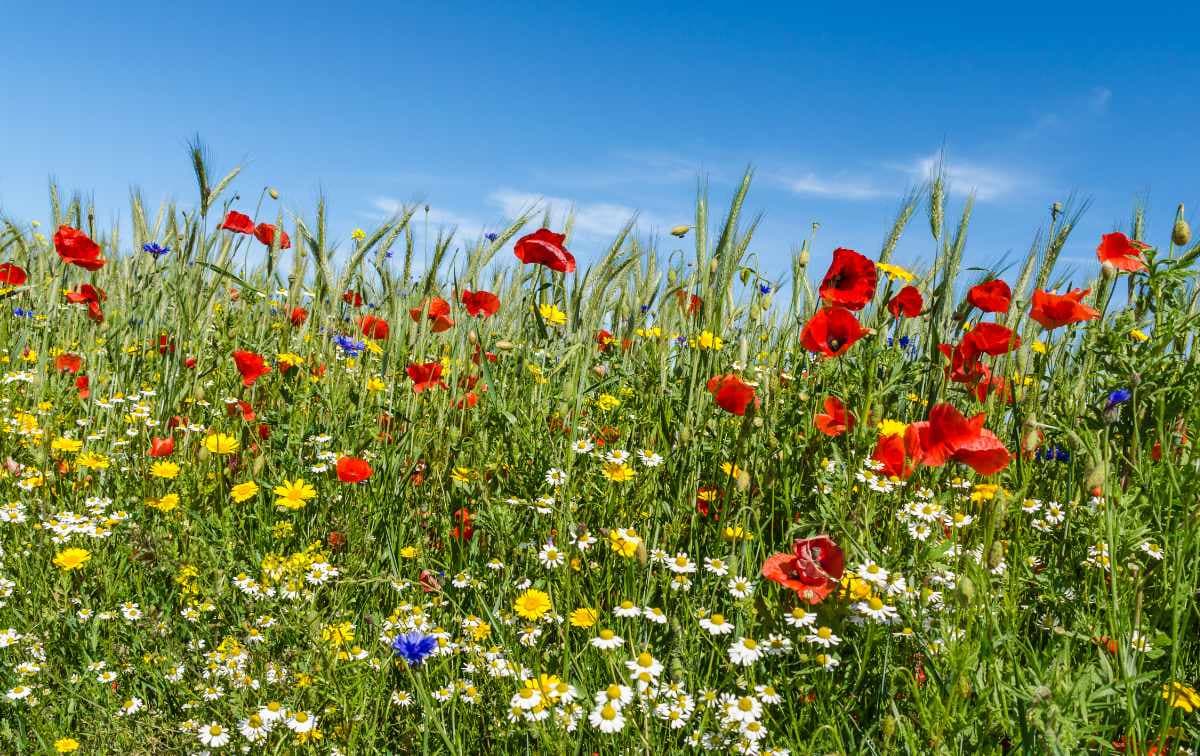 Bild 4 der Jagdschule Kreisgruppe Neuwied