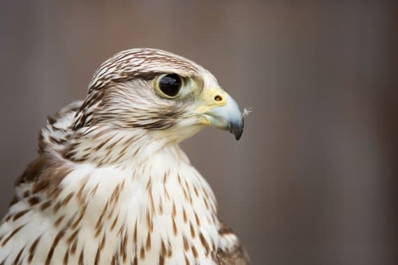 Bild 3 der Jagdschule Landesjagdschule Dornsberg