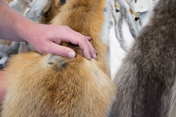 Bild 7 der Jagdschule Landesjagdschule Dornsberg