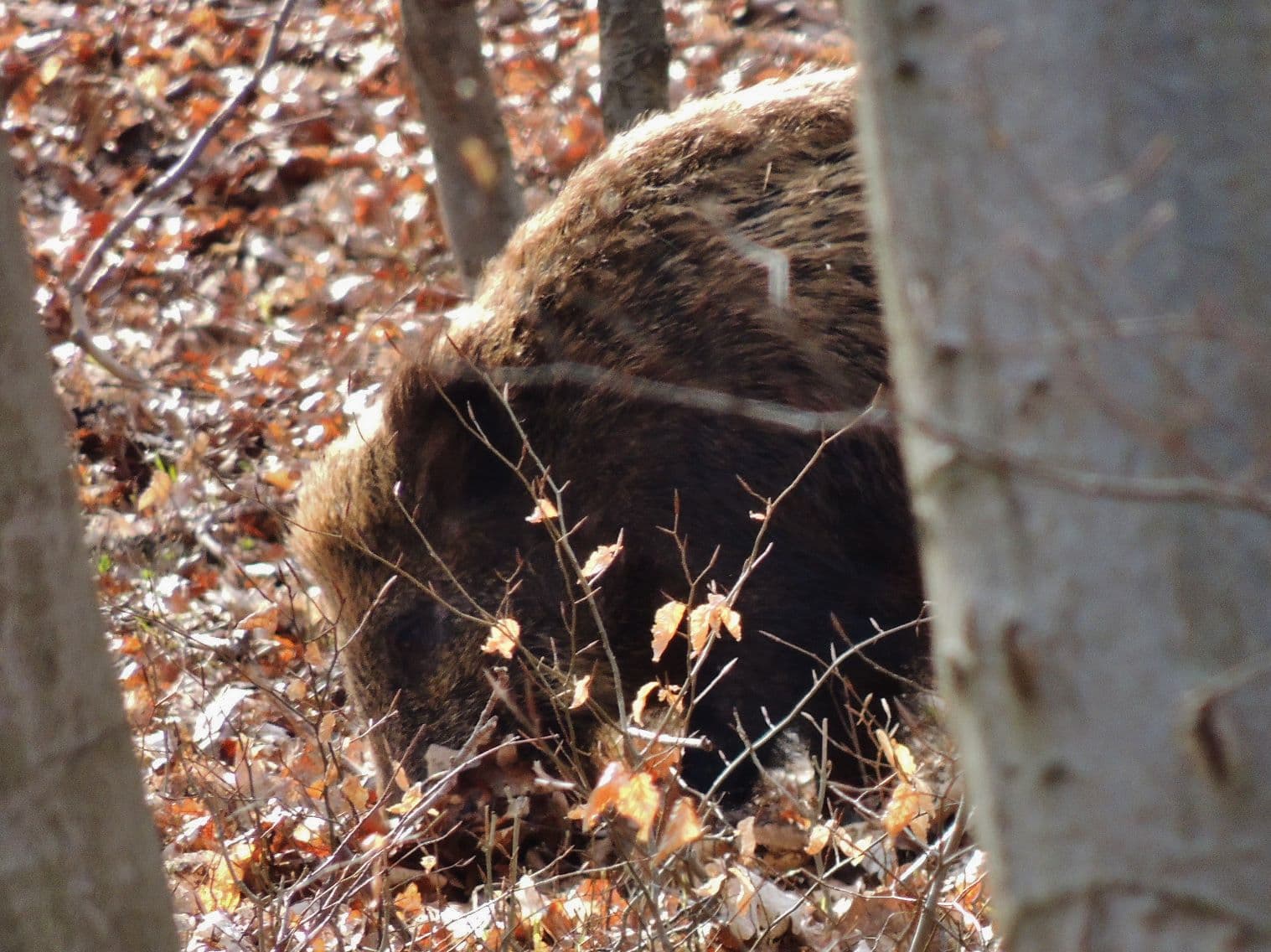 Bild 4 der Jagdschule Jagdschule Diana