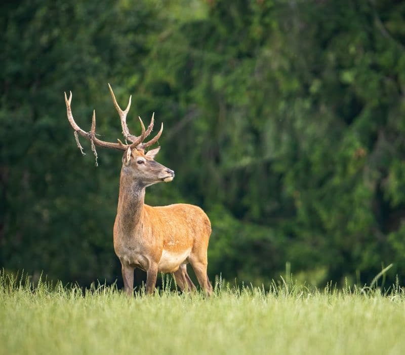 Bild 3 der Jagdschule Jagdschule Frankenland