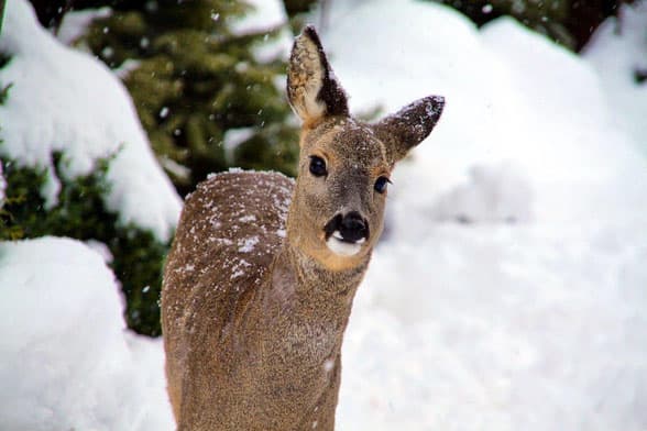 Bild 1 der Jagdschule Kreisgruppe Bamberg
