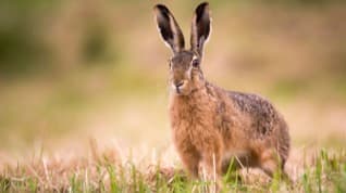 Bild 7 der Jagdschule Jagdschule Grimbart